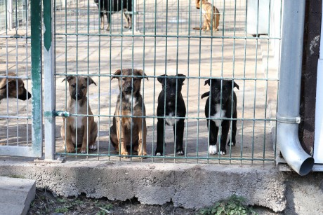 Azonnali kiegészítő támogatást kapnak a székesfehérvári kötődésű állatmenhelyek